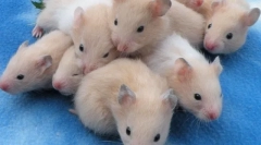 Kako hamster rađa što učiniti ono što komplikacije mogu biti